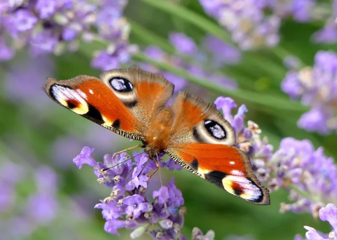 Ultrasonografy w praktyce: szkolenia w Akademii Ultrasonografii Poznań